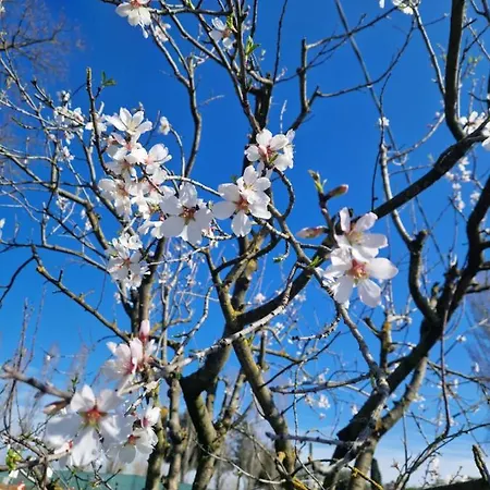 Paradiso Degli Ulivi 3*